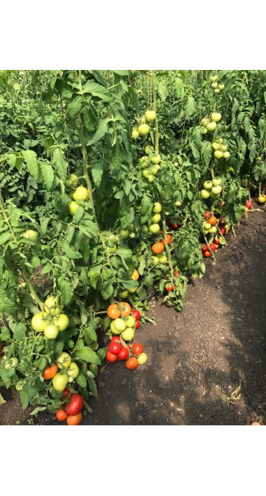 Томат Юдекс F1