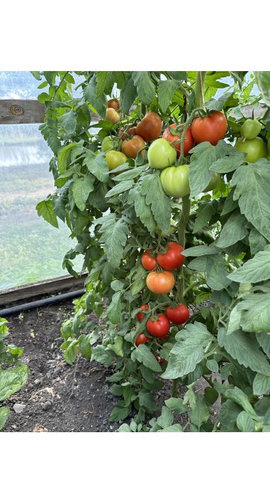 Томат Юдекс F1