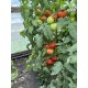 Томат Юдекс F1