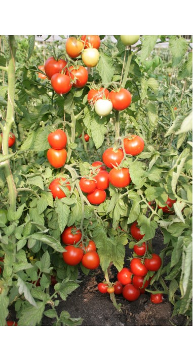 Томат Юдекс F1