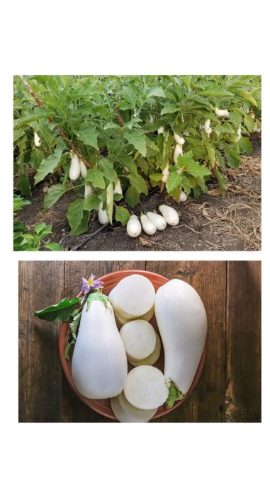 Баклажан Юкі F1