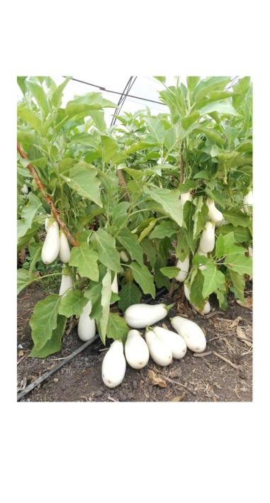 Баклажан Юкі F1