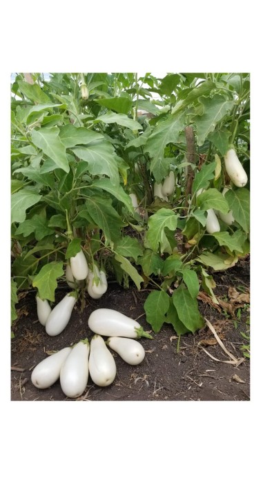 Баклажан Юкі F1