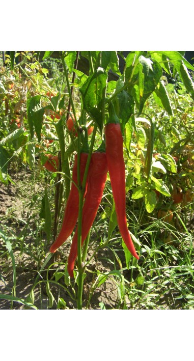 Перець Язик дракона