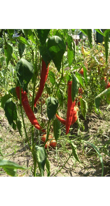Перець Язик дракона