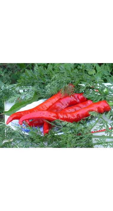Перець Язик дракона