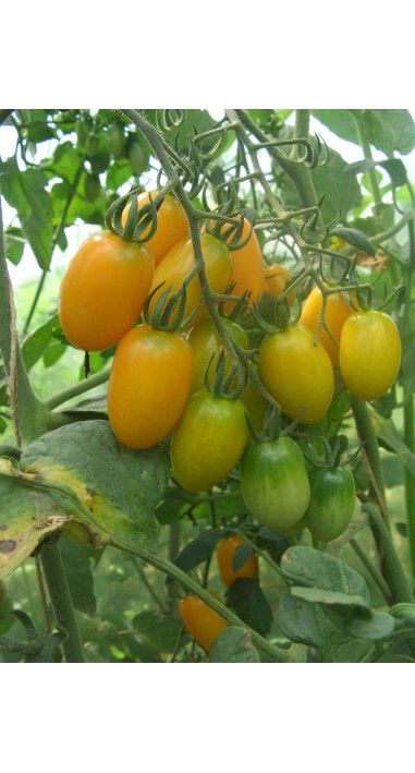 Томат чері Золоті пальчики