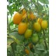 Томат чері Золоті пальчики