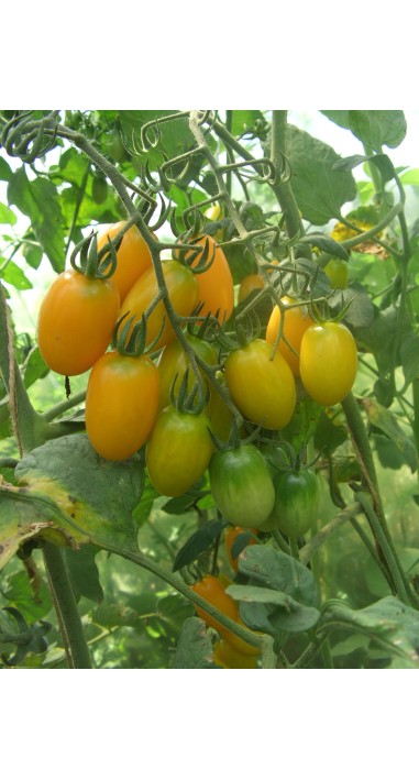 Томат чері Золоті пальчики