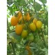 Томат чері Золоті пальчики