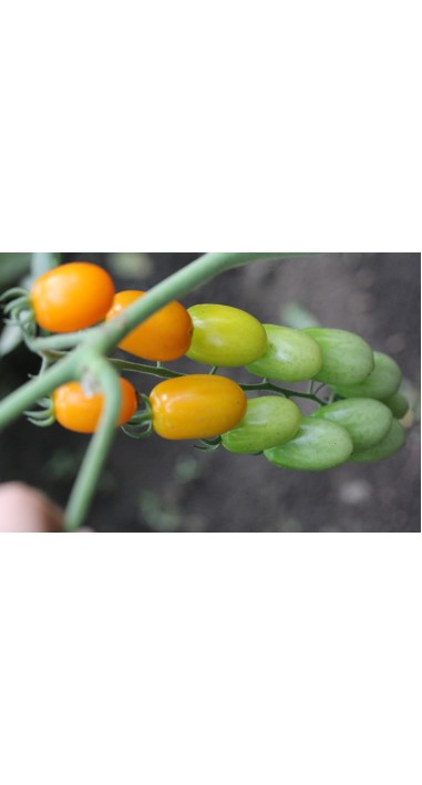 Томат чері Золоті пальчики