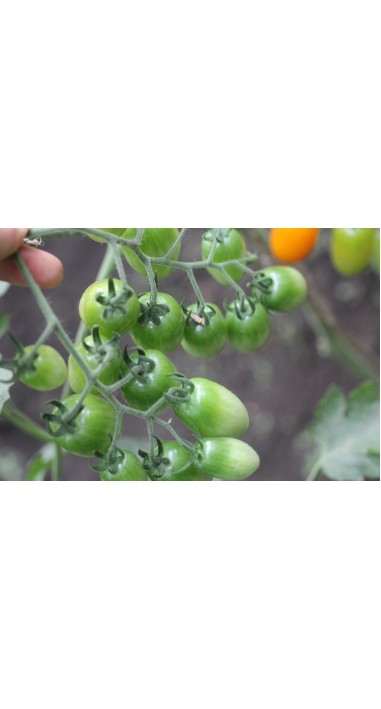 Томат чері Золоті пальчики