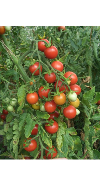 Томат чері Колібрі