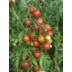 Томат чері Колібрі