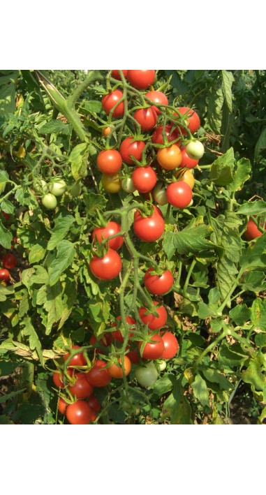 Томат чері Колібрі