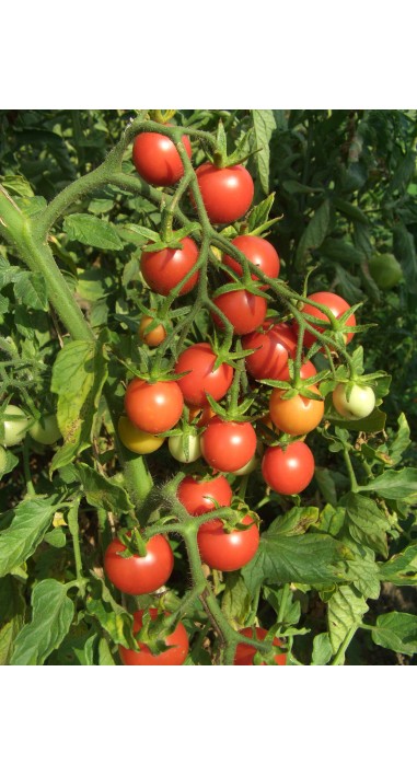 Томат чері Колібрі