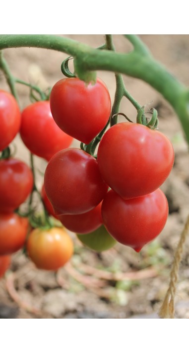 Томат чері Малинова крапель F1