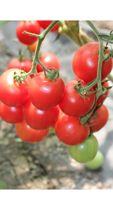 Томат чері Малинова крапель F1