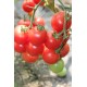 Томат чері Малинова крапель F1