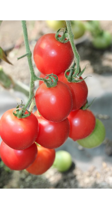 Томат чері Малинова крапель F1