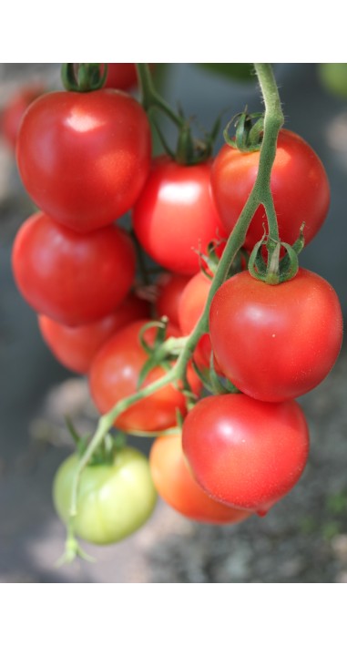 Томат чері Малинова крапель F1