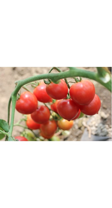 Томат чері Малинова крапель F1