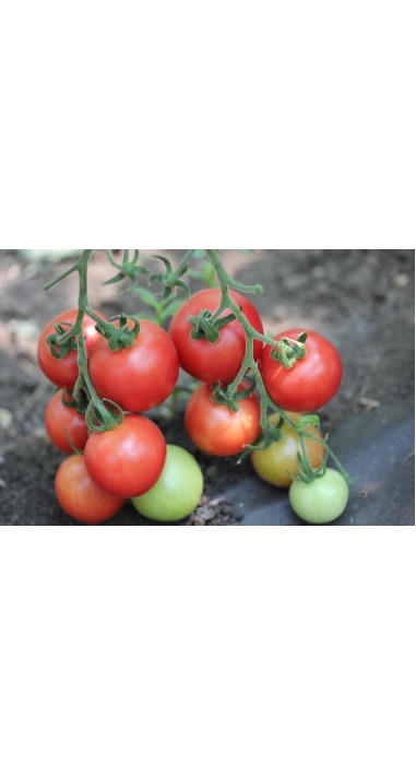 Томат чері Малинова крапель F1