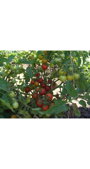 Томат чері Сеньорита