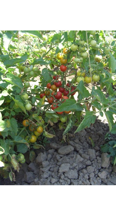 Томат чері Сеньорита