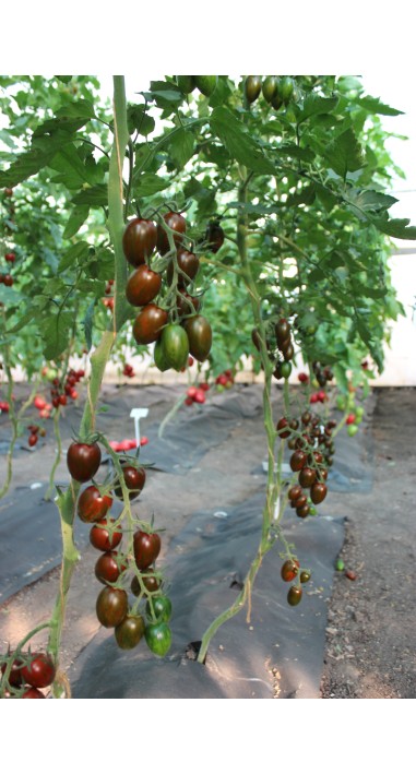 Томат чері Смокі F1