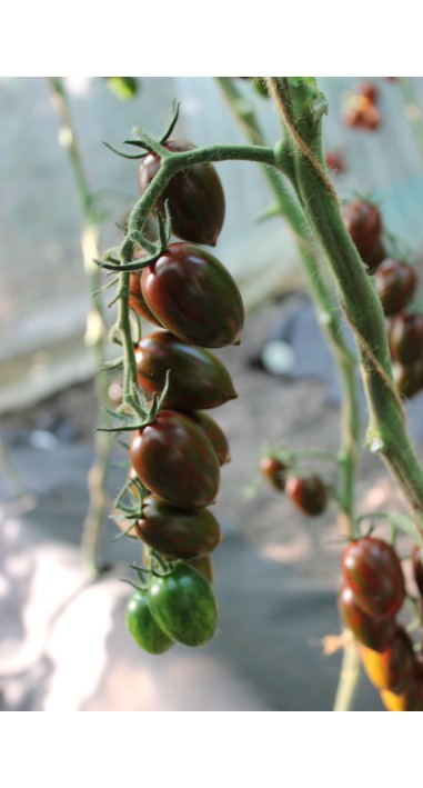 Томат чері Смокі F1