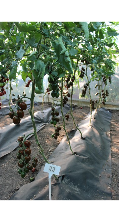 Томат чері Смокі F1