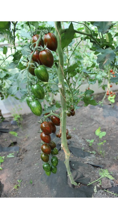 Томат чері Смокі F1